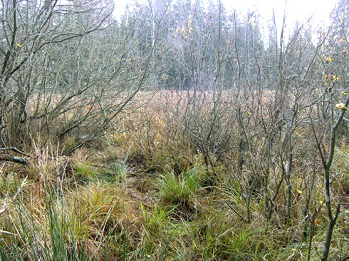 35. Öppen våtmark väster om Åkvik Objektet består av öppen våtmark/intermediärt kärr som kantas av delvis äldre videbuskar och sälgar.
