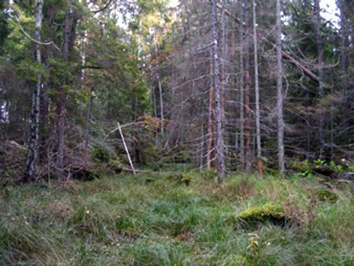 59. Våtmarker i granskog söder om Hultenäs Objektet utgörs av 3 5 mindre våtmarker som till större delen är öppna.