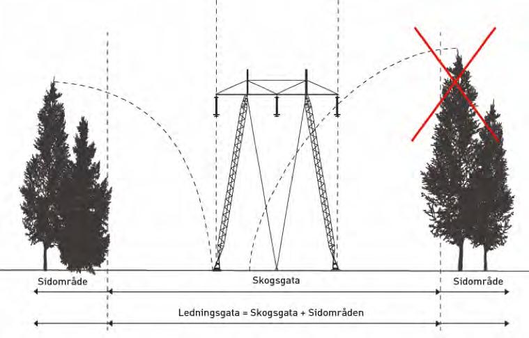 18 Figur 5.3 Principskiss över en ledningsgata i skogsmark. Överkryssat träd illustrerar kantträd som behöver tas bort på grund av att det kan skada ledningen om det faller. mindre skogsområden.