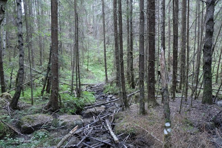 Kring bäcken finns brukad granskog som är påverkad av lokalklimatet som skapats kring bäcken. Ställvis finns större inslag av löv kring bäcken.