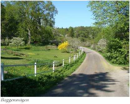 STARTPROMEMORIA 9 (15) naturmark och stora delar av strandområdet är obebyggt men svårframkomligt på grund av vegetation.