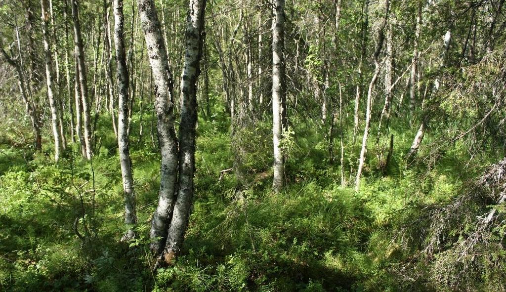 Figur 4: På fuktig mark förekom sumpskog med ett bitvis stort inslag av glasbjörk. De myrmarker som förekom var av fattigmyrstyp.