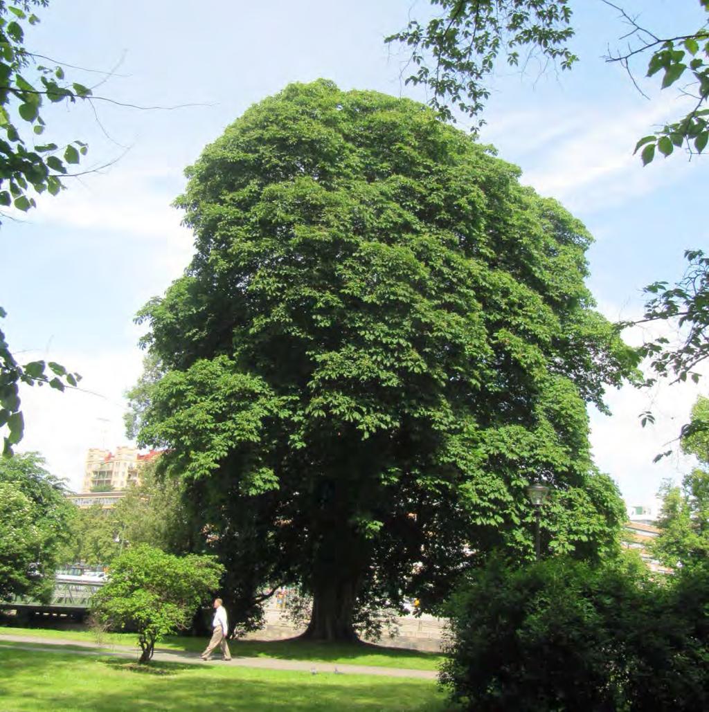 sällsynta vedsvampar har en inventering utförts i ett urval av stadens parker och grönområden. Bild 2. Hästkastanj, Kungsparken.