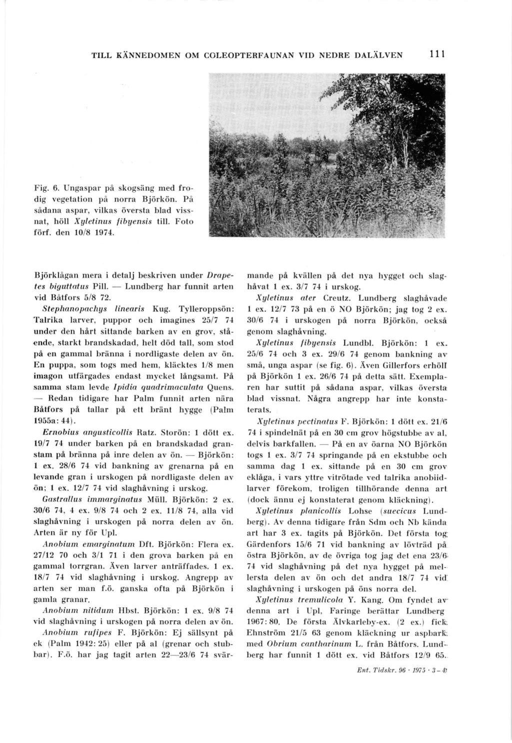 Fig. 6. Ungaspar pi skogsiing med frodig vegetation pit norra Bjiirk<in.