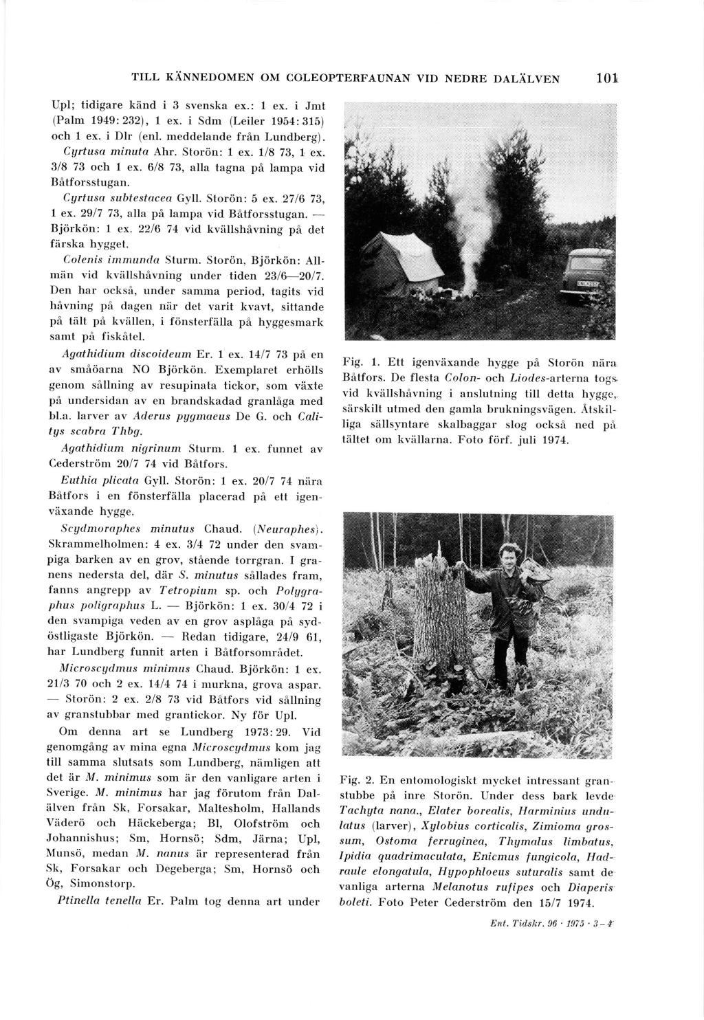 Fig. 1. Ett igenviixande hygge pi Stordn nira Bfitfors. De flesta Colon- och Liodes-arterna togs vid kviillshivning i anslutning till detta hyggc,. siirskilt utmed den gamla brukningsviigen.