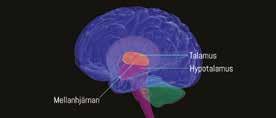 5 minuter Artikelnr: EDU991098 Storhjärnan Storhjärnan är den mest utvecklade delen av hjärnan och här finns centrum för rörelser, våra sinnen, och högre funktioner som språk, minne och känslor.