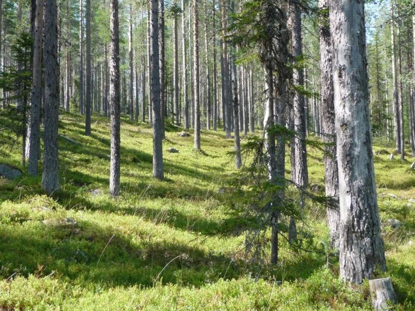 plantorna kunnat växa.