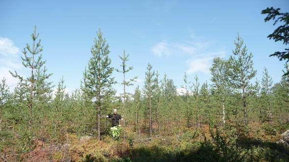 3 Bakgrund Det vanliga sättet att odla skog i Sverige är att skapa välväxande ungskog på ett kalt hygge.