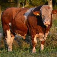 Utrop nr 7 Fritt val av Änga Simmentals dräktiga kvigor hösten 2018. Säljare : John Oscarsson Tel : 0730-437462 Utropspris : 22 000 kr Änga Simmental är en gammal, väl framavlad besättning.