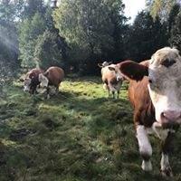 Målsättningen i avelsarbetet har varit lätta kalvningar, bra 200 dagarsvikter och inte minst lugna djur med gott lynne. Alla djur i besättningen är Fullblood.