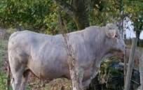 Utrop nr 9 Fritt val av Nynäs Angus och Charolais tjur- och kvigkalvar födda 2018 Säljare : Anders Wiklert Tel : 070-3442072 Utropspris : 20 000 kr På Nynäs har ni