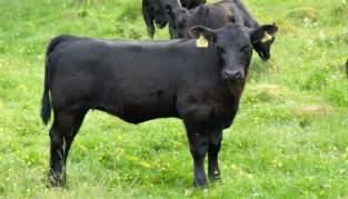 2014 var det Charolaistjuren Icon av Nynäs T 117 som blev bästa Charolais tjur på prövningen, året efter blev hans maternelle broder Jet av Nynäs T-111 såld för 100 000 kr.