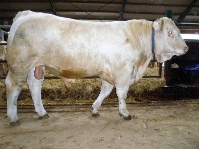 Utrop nr 14 Fritt val av Askome Charolais dräktiga kor född 2015 eller 2016.