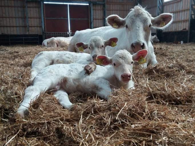 Utrop nr 15 Fritt val av Ekeröds Charolais tjur och kvigkalvar födda 2018 Säljare : Ekerödsrasten AB Tel : Linda 0733-243950 Utropspris : 20 000 kr Ni har nu möjligheten att välja fritt bland