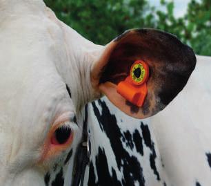 har CowManager en kampanj där de erbjuder er