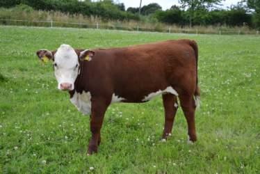 Utrop nr 17 Fritt val av Folkestorp Herefords tjur- och kvigkalvar födda 2018 Säljare: Eva Nilsson Telefon: 0708-244721 Utropspris: 20 000 kr Undantag: Tjurkalv till individprövning www.