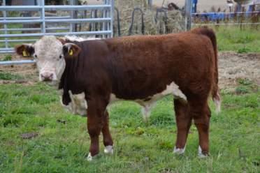 Idag har vi enbart rensrasiga Hereford på Folkestorp. Årets kalvningssäsong med 34 kalvande startade 24 December och håller på till i början av April.