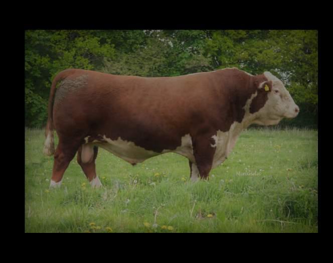 Utrop nr 18 Fritt val av Origo Herefords tjur och