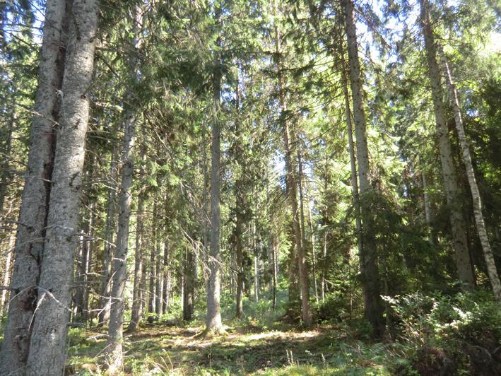 Skog Jakt För fastigheten finns en skogsbruksplan upprättad av Smålandsgårdar, agusti 2016.