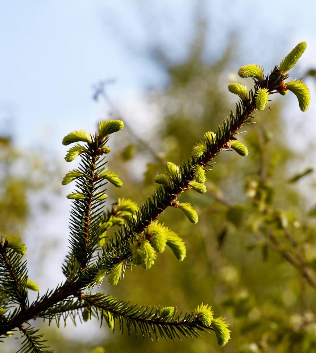 RISE Bioekonomi leder omställningen till en cirkulär