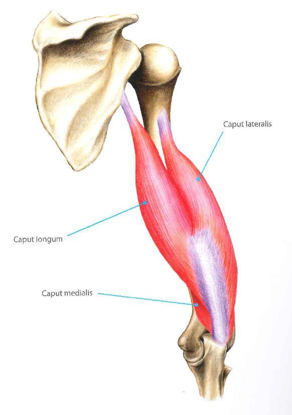 Armbågsextension Triceps