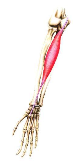 Pronation Pronator teres Pronator quadratus Flexor carpi radialis