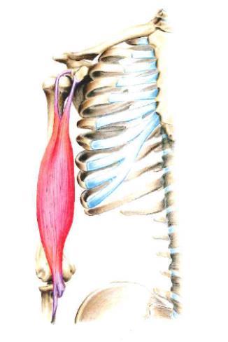 Brachioraidialis, med flekterad