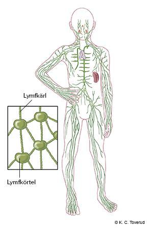Lymfsystemet Körtlar samlade ventralt, medialt vid armbågarna Frakturer i detta område, stor risk att