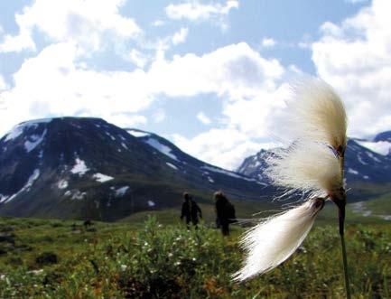 Fjällnatur.