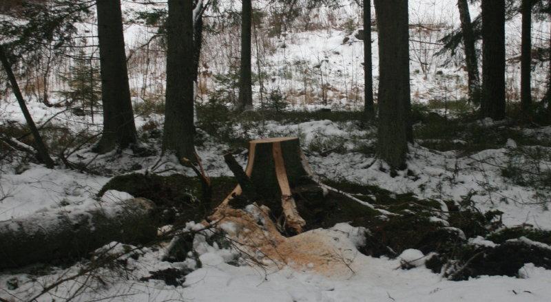 Skogen Stormarna under senhöst och vinter har medfört vindfällda träd på flera håll i vår