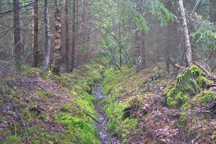 Kolet, klimatet och skogen