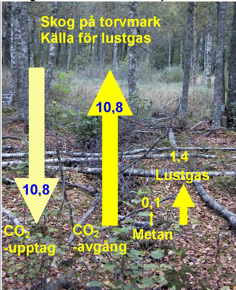 Skogsklädda torvtäckta marker Lustgas var är det ett problem? De dikade skogsmarkerna avger en betydande andel av Sverige samlade utsläpp av växthusgasen lustgas.