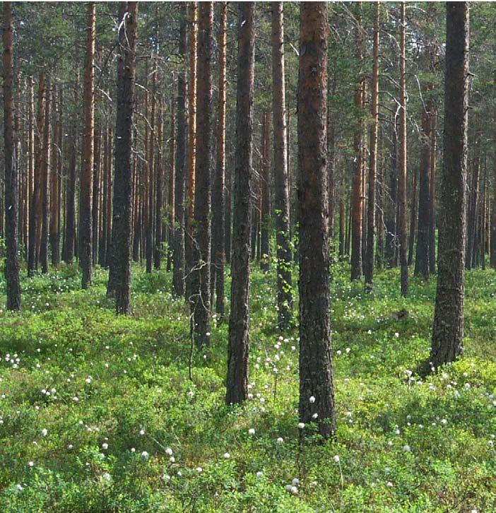Hur ska vi hantera de dikade skogsmarkerna Fakta - Torvtäckta marker Arealen torvtäckta marker med skogsproduktion i Sverige uppgår till 5 M ha, vilket utgör inte mindre än 20 procent av Sveriges