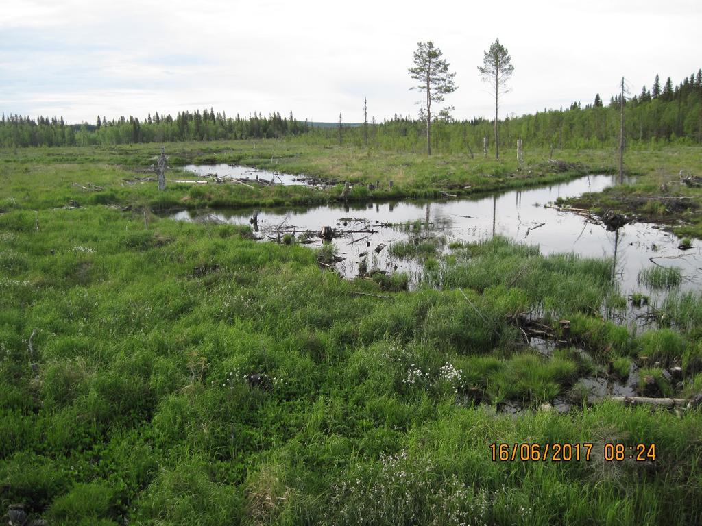 Sida 13 av 14 Figur 3. Runflon. Nordvästra delen av det dike som ses i högra delen av figur 2. Foto: Pekka Bader 16 juni 2017. Referenser Dahlén, B. 1983.