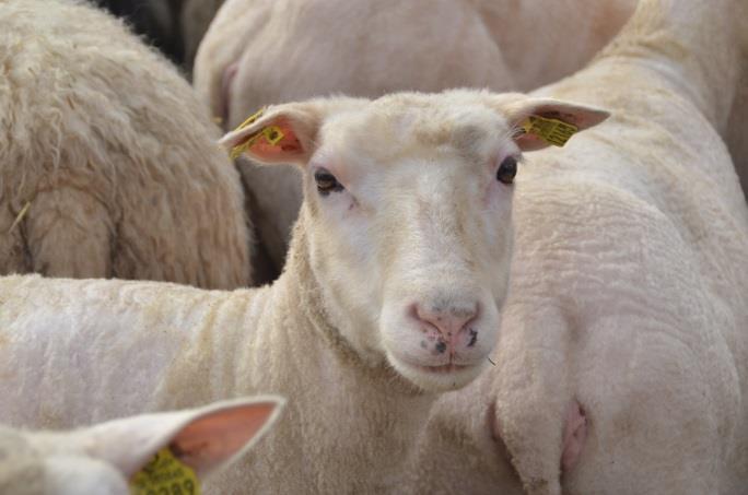 Lammens viktutveckling från födsel till