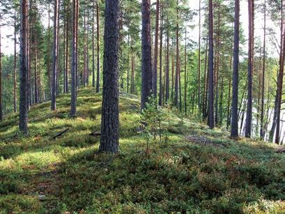 Grundvattnet är vårt dricksvatten Grundvatten bildas då regn- och smältvatten infiltreras i jordlagren.