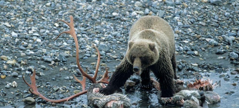 Höjdpunkter Höjdpunkter & & Beskrivning Beskrivning Brun- och svartbjörnsjakt vet Talkeetna i... Överblick Höjdpunkter Vill du uoppleva en riktig vildmarksresa på jagt efter bruneller Svartbjörn.