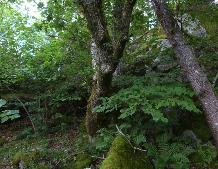 NATURVÄRDESINVENTERING HÅBY SÖDER MUNKEDALS KOMMUN 2014 2014-09-18 Biotopkartering och naturvärdesinventering Naturcentrum AB har på uppdrag av Ramböll Sverige AB inventerat biotoper och naturvärden