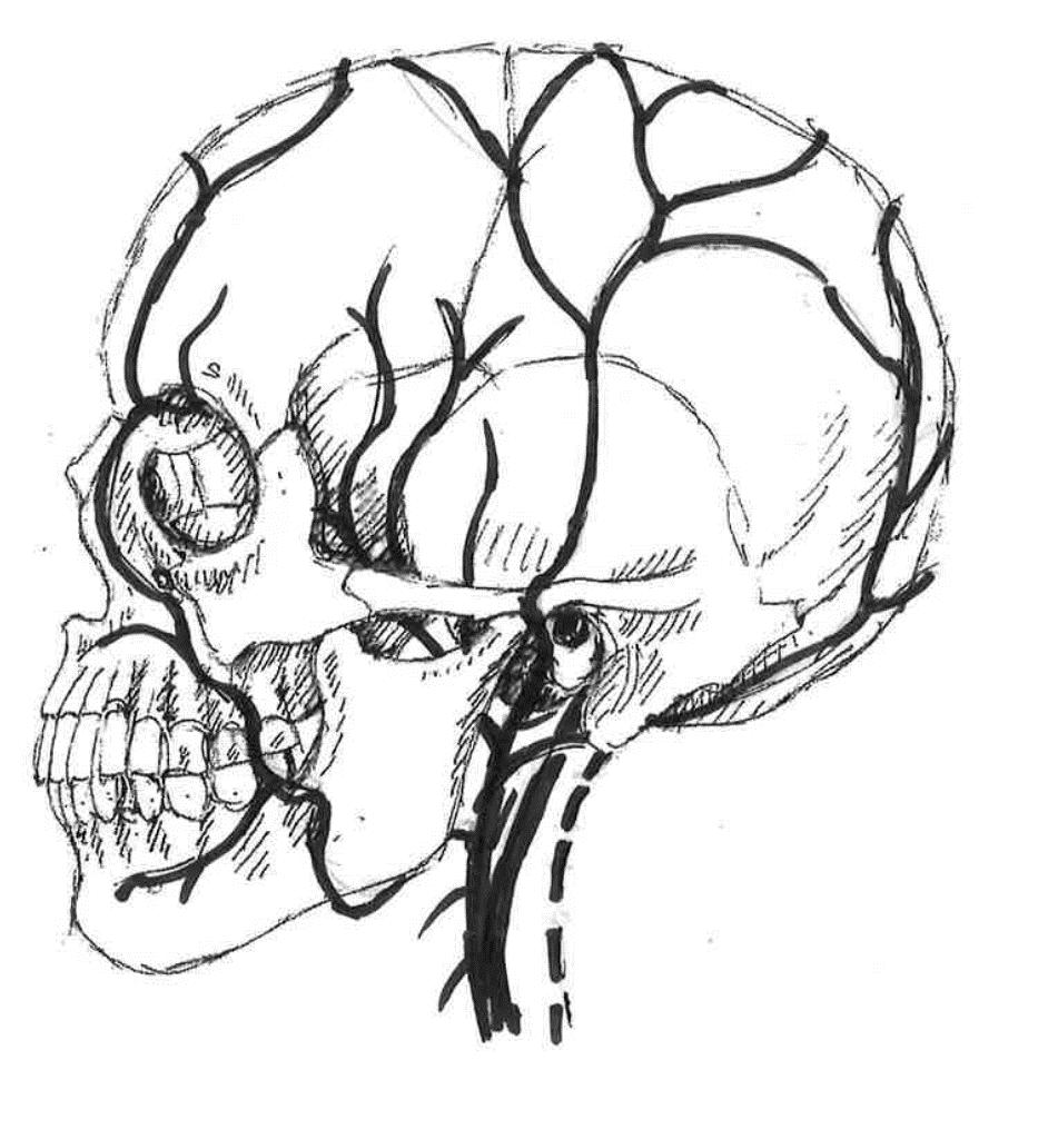 Artärer Huvudets kärl Huvudet försörjs intra- och extrakraniellt med arteriellt blod av a carotis interna och externa och av a. vertebralis. Extrakraniellt försörjs huvudet väsentligen av a.