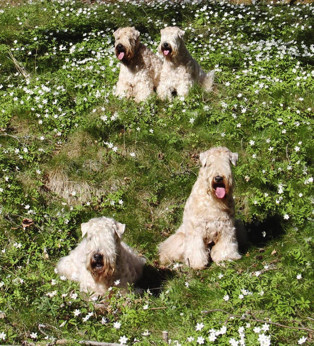 Wheaten terrier