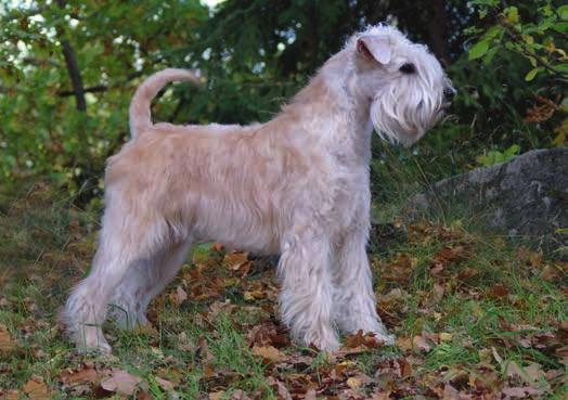 När man tittar i botten på hårstrået ska det vara vetefärgat, annars finns det risk att den vuxna hunden får sotig päls. Och här ser vi en 8 veckors valp med den tunnare typen av päls.