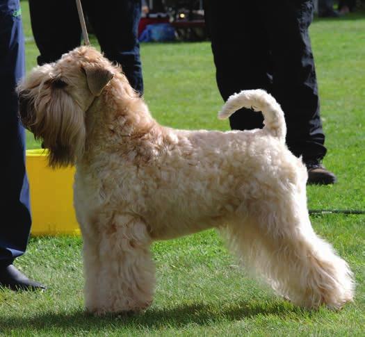 Här ser ni samma hund 16 månader gammal. Detta är den period då de flesta hundar har sämst päls.