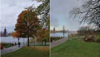 FOTO: ROGER BERG Därför försvinner träden i parken Flera träd har sågats ned i Skinnarviksparken, något som väckt oro bland boende i närområdet.