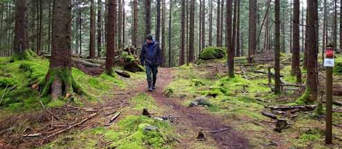 Några meter åt vänster såg jag ett nytt stigskilje där en mindre stig gick in i den mossklädda skogen. Där fanns heller ingen gulvit markering men ett rödmarkerat mountainbikespår.