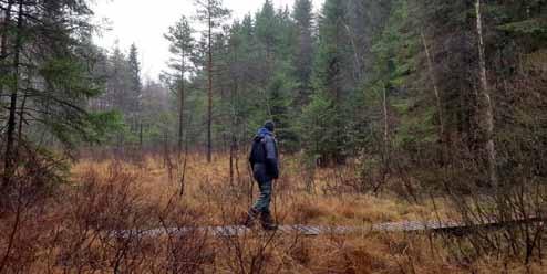 Efter Iglatjärn var nästa anhalt ett kalhygge.