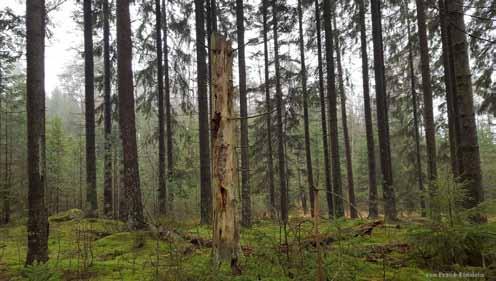 jag inne i skogen igen söder om Iglatjärn.