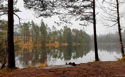 På bilden ovan har ni det stora nöjet att se en nylagd spång med nät för att inte