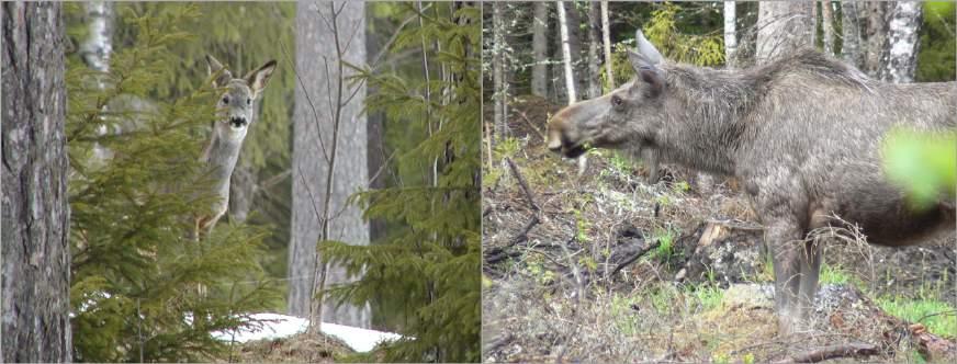 1 Introduction Background In most large Swedish road and railway projects, occurrence and movements of large wildlife is assessed to inform the planning of mitigation measures such as wildlife