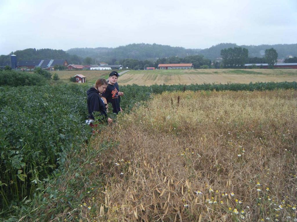 Figur 2. Skördemogna ärter i Dingleförsöket i Bohuslän 21. 7 6 5 skörd (kg/ha) 4 3 skörd tot skörd trind 2 1 Marcel Paloma Marcel + Paloma + Figur 21.