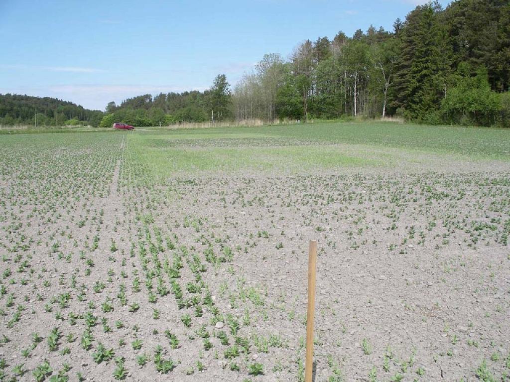 Tanumshede (Bohuslän) Försöket anlades i åkerböna på måttligt mullhaltig mellanlera med förfrukten havre. Grov struktur vid sådden och efterföljande torka medförde ojämn uppkomst.